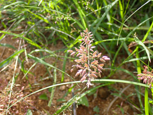 Eragrostis cilianensis (stink grass, stinkgrass, candy grass, gray lovegrass)