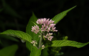Eutrochium fistulosum (hollow Joe-Pye weed, trumpetweed, purple thoroughwort)