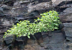 Exodeconus miersii (Galápagos shore petunia, trompeta de orilla)