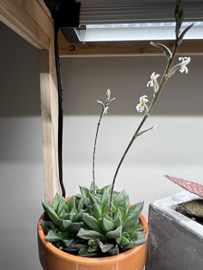 Haworthia retusa (star cactus)