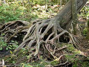 Juniperus virginiana (Eastern redcedar, red cedar, eastern juniper, red juniper, pencil cedar, eastern red cedar)