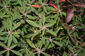 Kalmia angustifolia (sheep laurel)