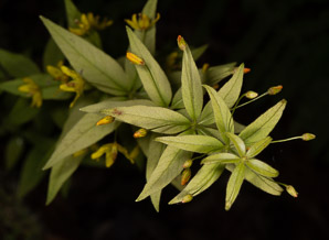Lysimachia quadrifolia (whorled loosestrife, yellow whorled loosestrife, whorled yellow loosestrife)