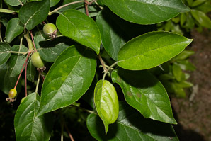 Malus sylvestris (European crab apple)