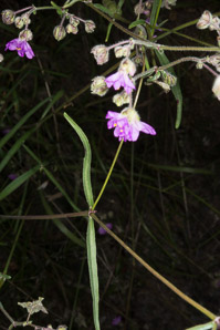 Mirabilis melanotricha (mountain four-o’clock, mollugo, four o’clock)