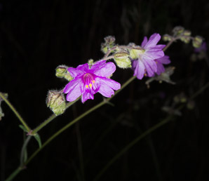 Mirabilis melanotricha (mountain four-o’clock, mollugo, four o’clock)