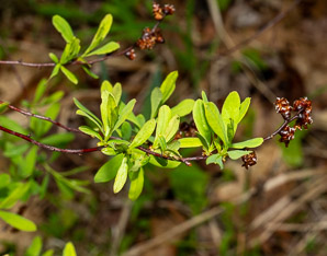 Myrica gale (sweet gale, bog myrtle, sweetgale)