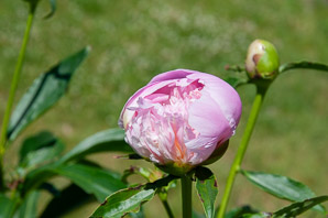 Paeonia lactiflora (peony, Chinese peony)