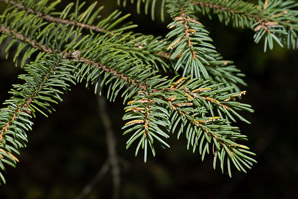 Picea mariana (black spruce)