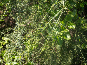 Scutia spicata (spiked thorn, barberry shrub)