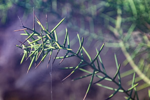 Scutia spicata (spiked thorn, barberry shrub)