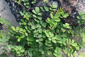 Senna obtusifolia (sicklepod, Java-bean)