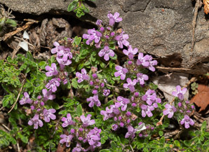 Thymus praecox (thyme)