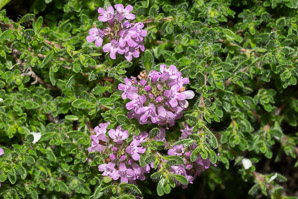 Thymus praecox (thyme)