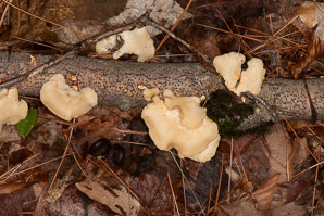 Tyromyces chioneus (white cheese polypore)
