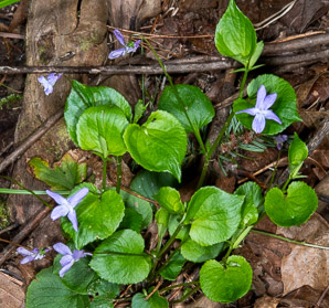 Viola labradorica (alpine violet, American dog violet, dog violet, Labrador violet)