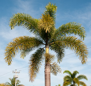 Wodyetia bifurcata (foxtail palm)