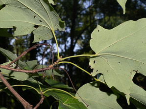 Acer saccharum (sugar maple)