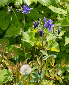 Aquilegia vulgaris (columbine, European columbine)