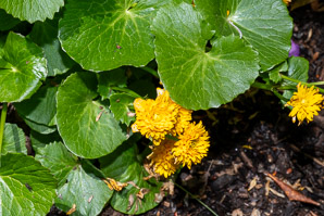 Caltha palustris (marsh marigold, kingcup, yellow marsh marigold)