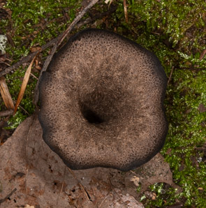 Craterellus cornucopioides (black trumpet, horn of plenty, black chanterelle, trumpets du mort)