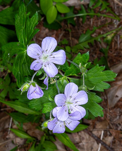 Geranium maculatum (wild geranium, spotted geranium, wood geranium)