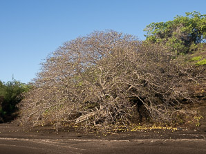 Hippomane mancinella (manchineel tree, manchineel)