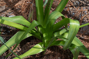 Hyacinthus orientalis (hyacinth, garden hyacinth)