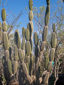 Jasminocereus thouarsii (candelabra cactus)