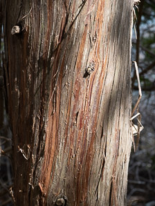 Juniperus virginiana (Eastern redcedar, red cedar, eastern juniper, red juniper, pencil cedar, eastern red cedar)