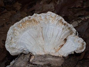 Laetiporus cincinnatus