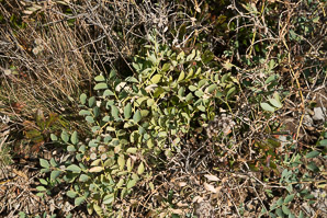 Lathyrus japonicus (beach pea, sea pea, circumpolar pea, sea vetchling)