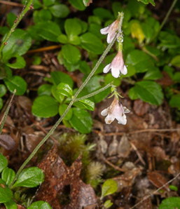 Linnaea borealis (twinflower)