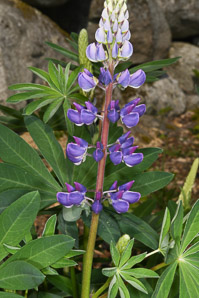 Lupinus perennis (lupine, wild lupine, sundial lupine)