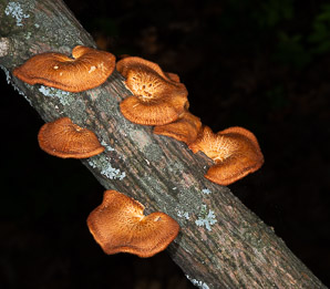 Neofavolus alveolaris (hexagonal-pored polypore)