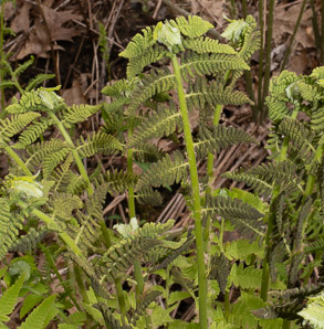 Osmunda claytoniana (interrupted fern)