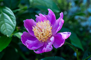 Paeonia lactiflora (peony, Chinese peony)