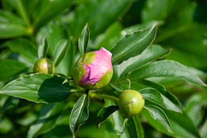 Paeonia lactiflora (peony, Chinese peony)