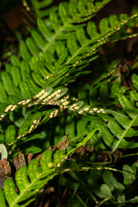 Polypodium virginianum (common polypody, rock polypody, rock cap fern)
