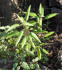 Scalesia pedunculata (tree scalesia, lechoso)