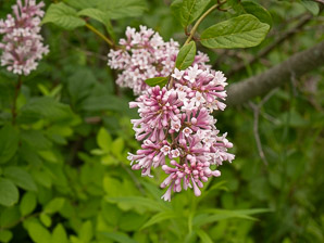 Syringa josikaea (Hungarian lilac)
