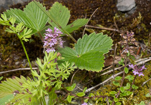 Thymus L. (thyme)