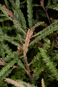 Comptonia peregrina (sweetfern, sweet fern)