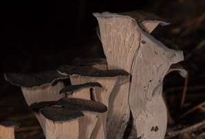 Craterellus cornucopioides (black trumpet, horn of plenty, black chanterelle, trumpets du mort)