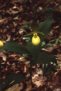 Cypripedium parviflorum (small yellow lady’s slipper, yellow lady’s slipper, lesser yellow lady’s slipper)