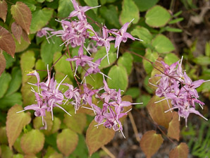 Epimedium grandiflorum (large flowered barrenwort, bishop’s hat)