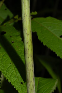 Eutrochium fistulosum (hollow Joe-Pye weed, trumpetweed, purple thoroughwort)
