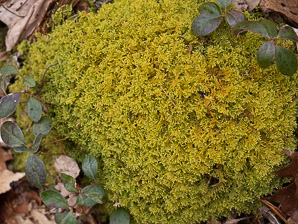 Hypnum imponens (brocade moss, feather moss, hypnum moss)