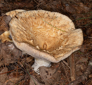 Lactifluus deceptivus (deceiving milkcap)