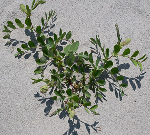 Lathyrus japonicus (beach pea, sea pea, circumpolar pea, sea vetchling)